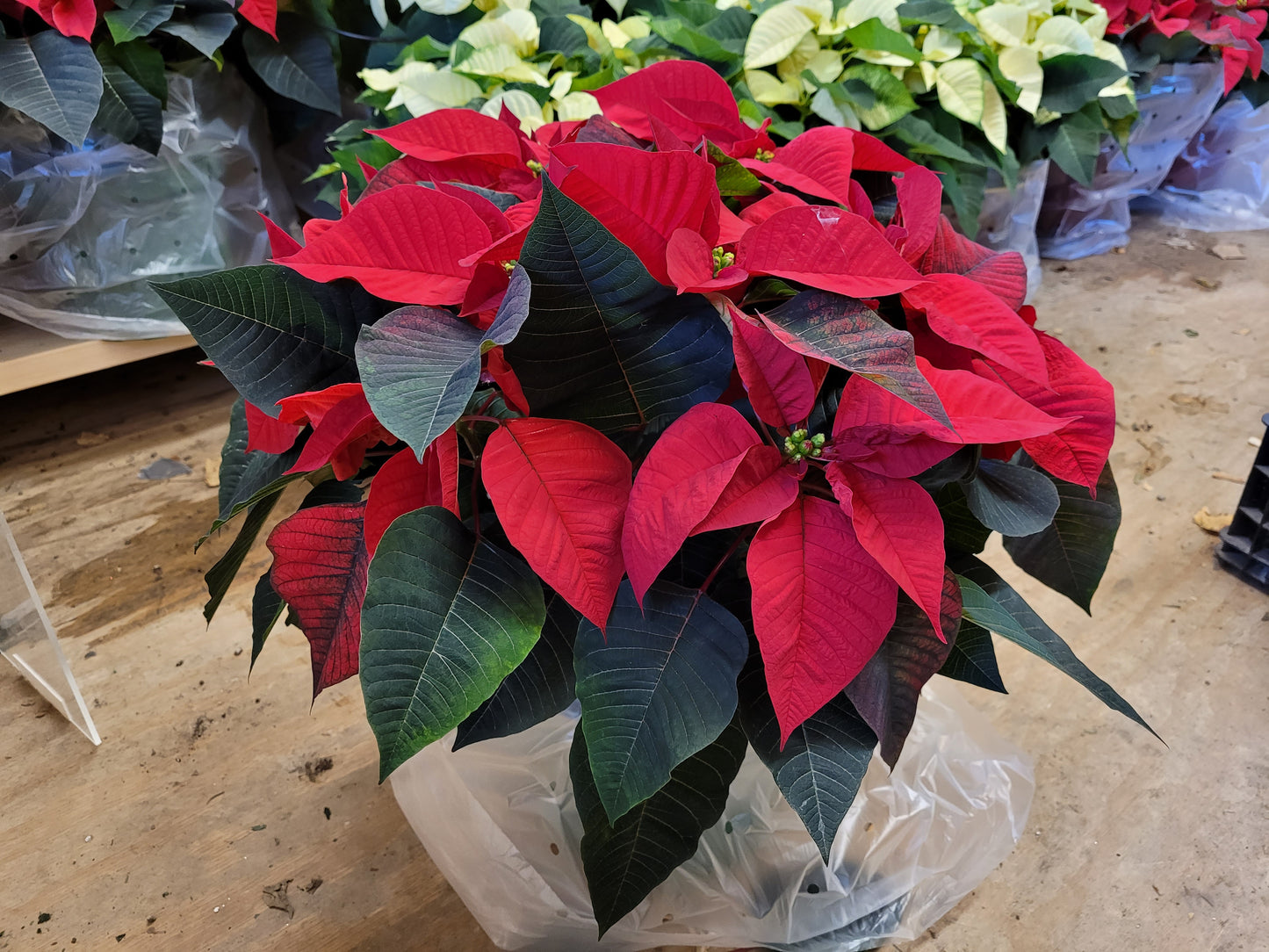10” Red Poinsettia