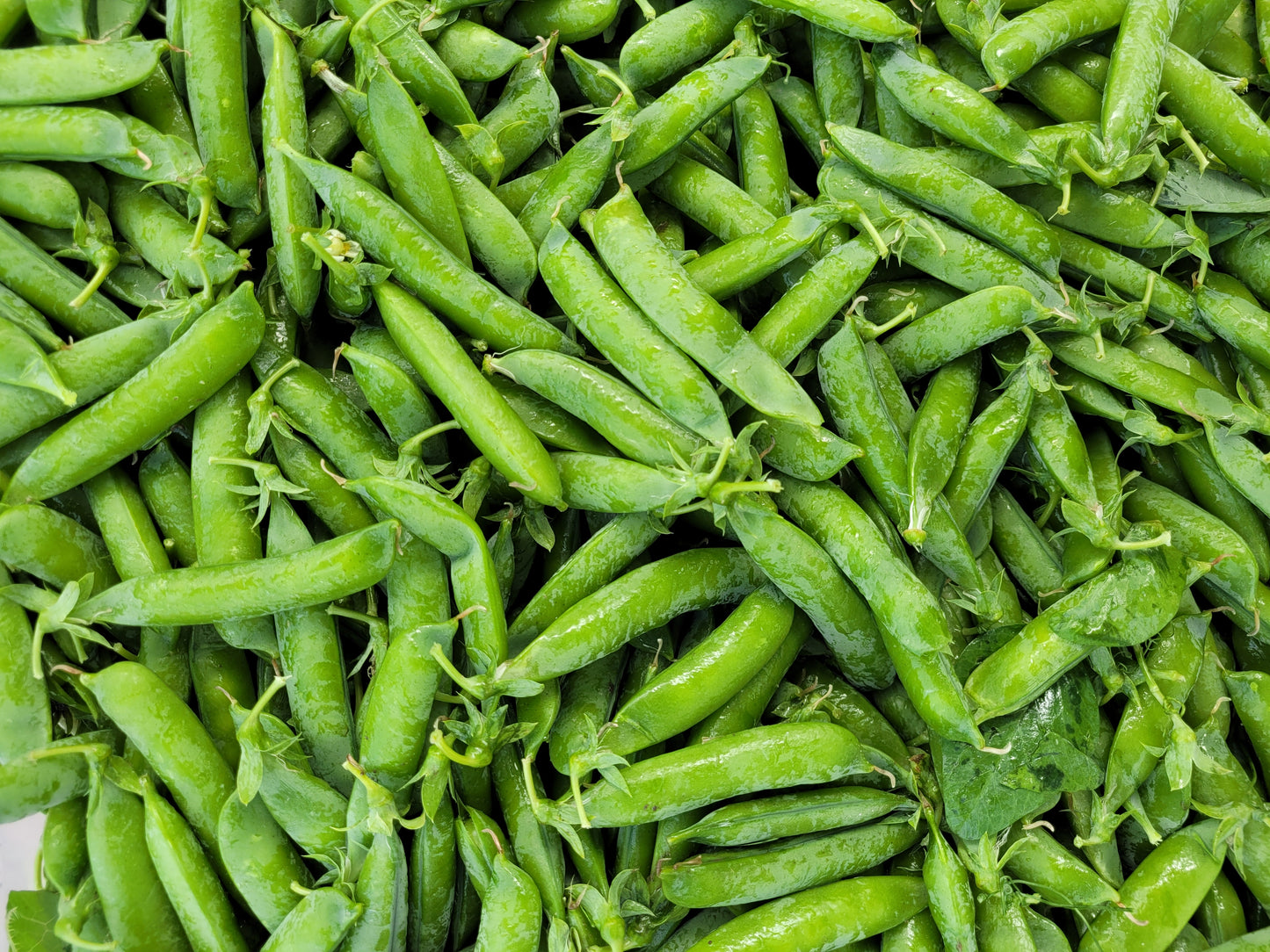 Sweet Peas - Local