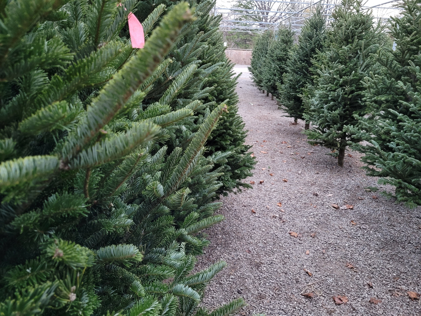 Cut Christmas Trees - $10 Flat Rate for Delivery (see specific delivery dates in product description)