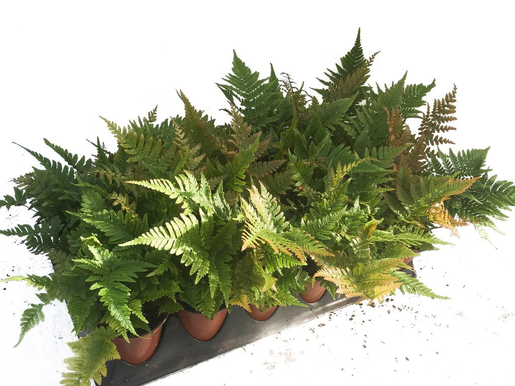 3.5" Fern - Autumn