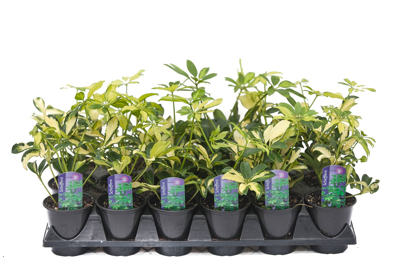 3.5" Schefflera