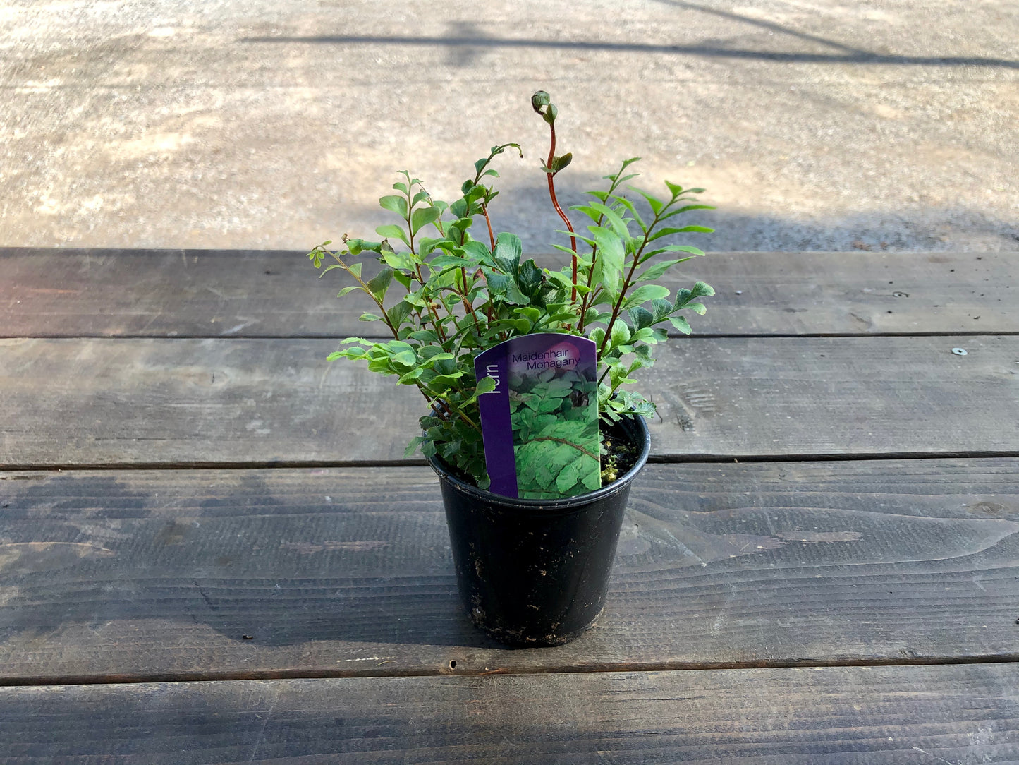 3.5" Fern - Maidenhair Rosy Fern