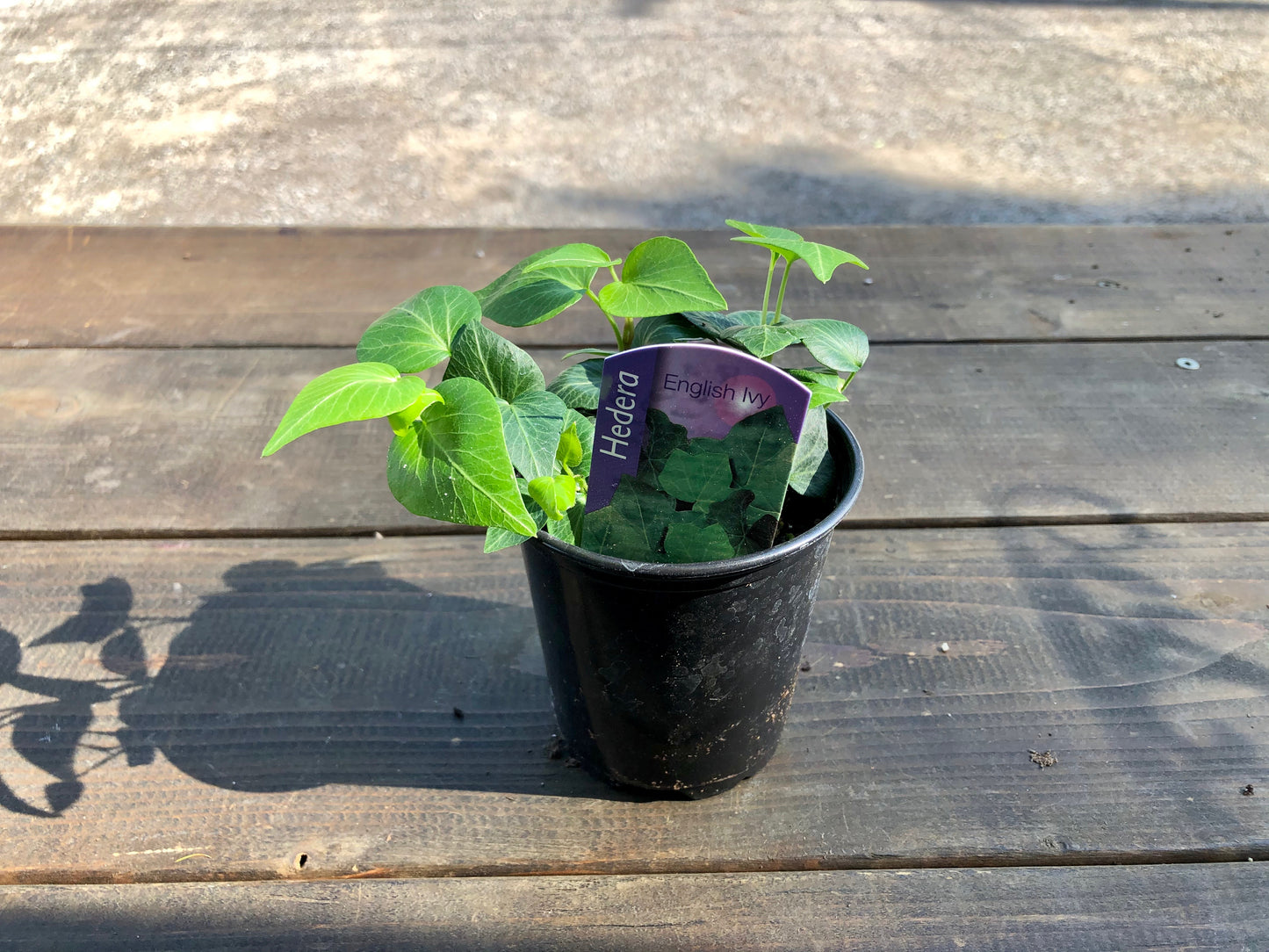 3.5" Ivy