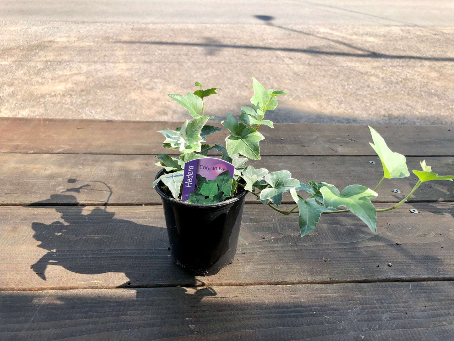 3.5" Ivy