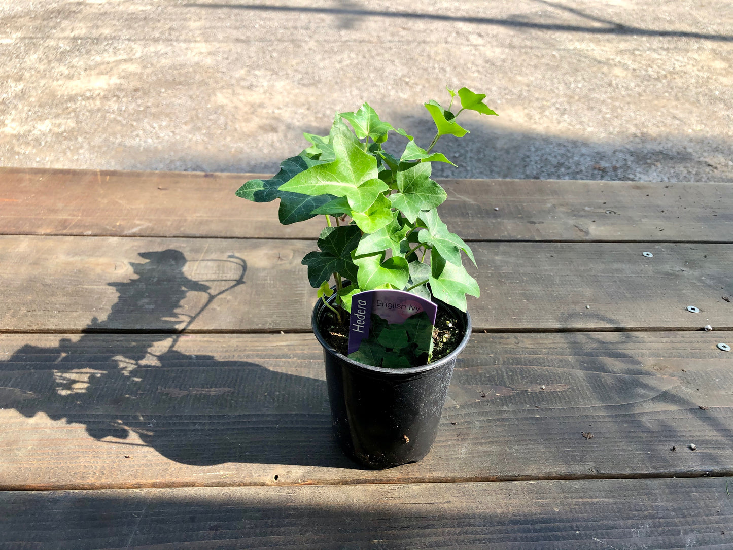 3.5" Ivy