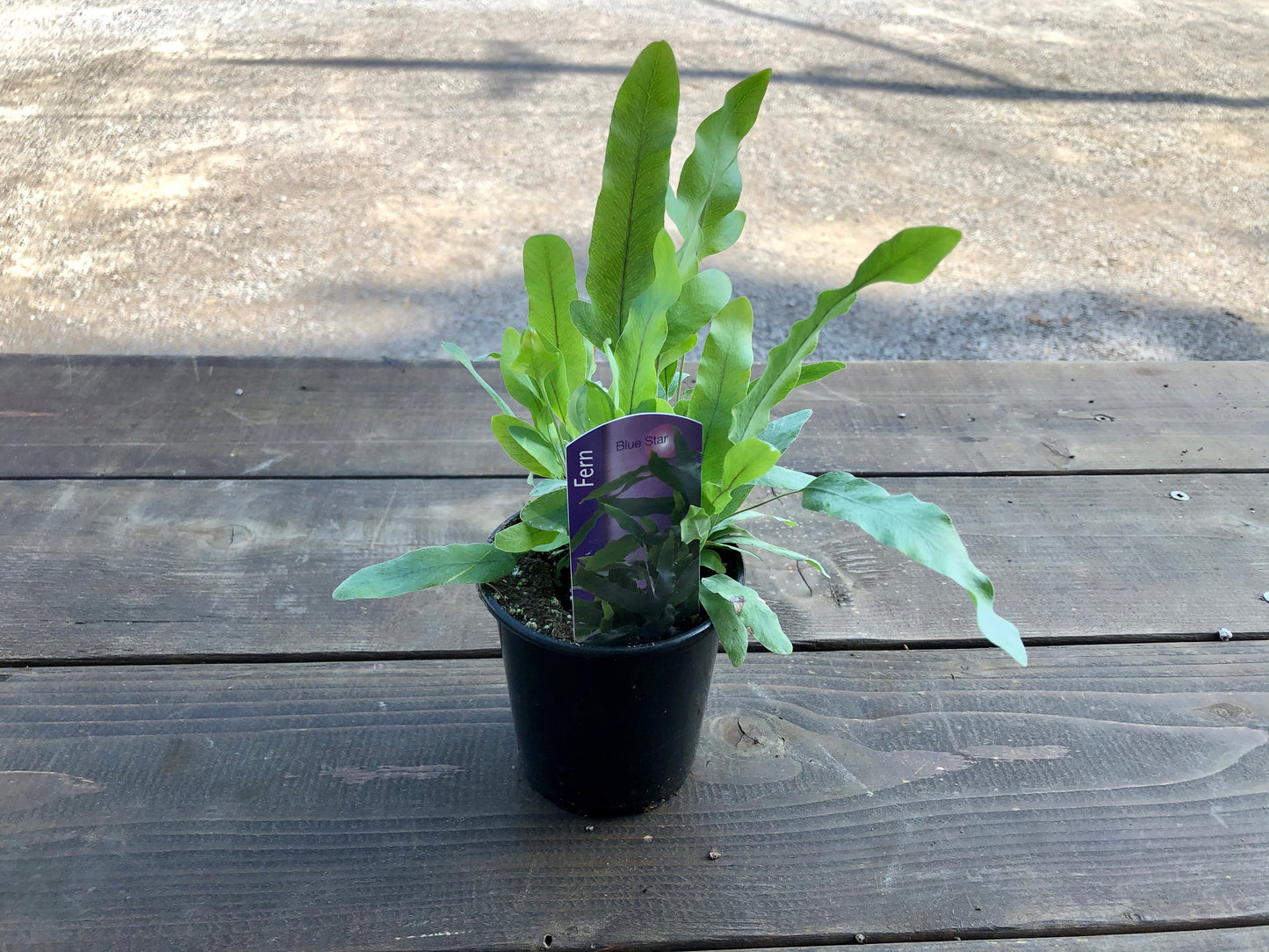 3.5" Fern - Blue Star