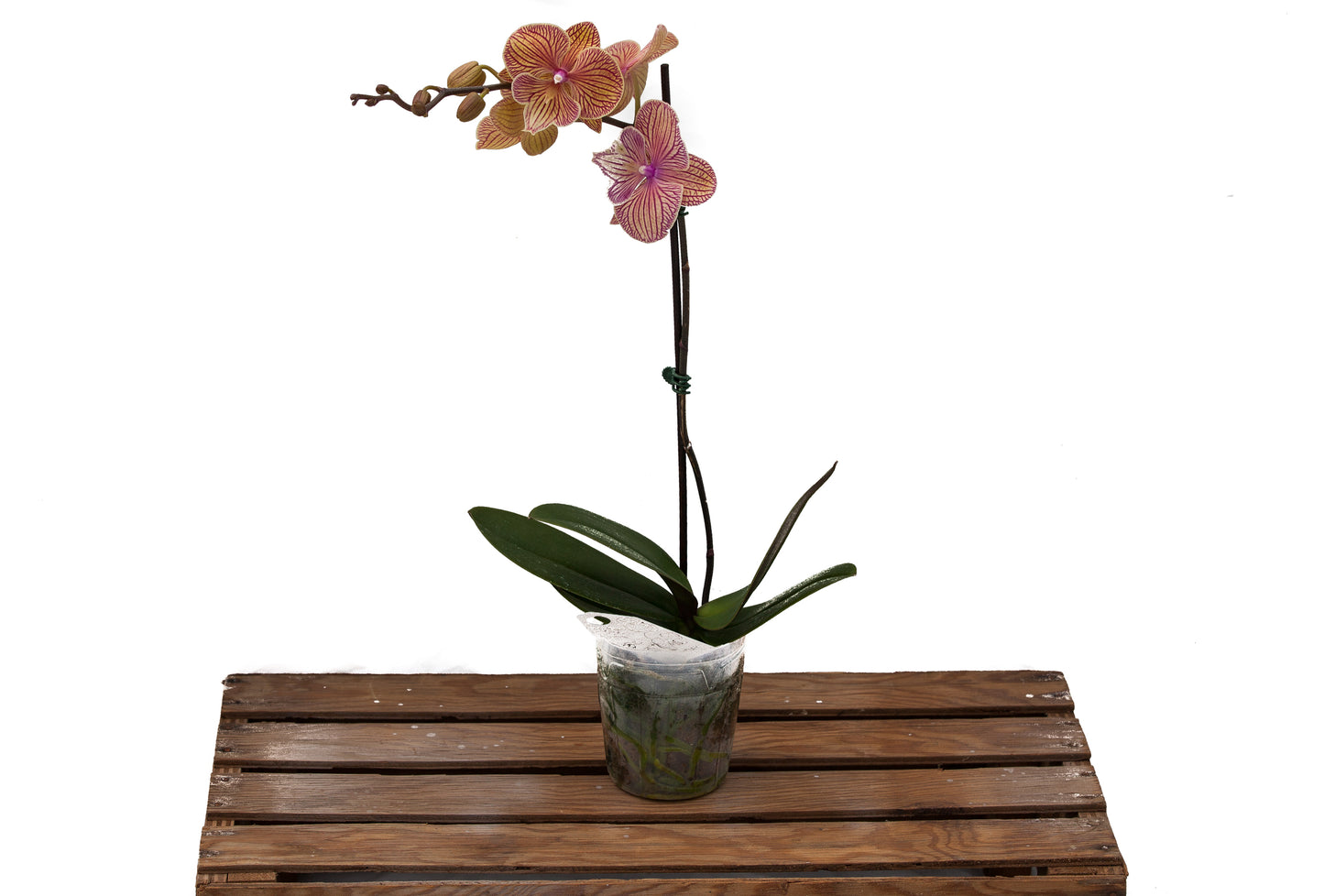4" Phalaenopsis Orchids
