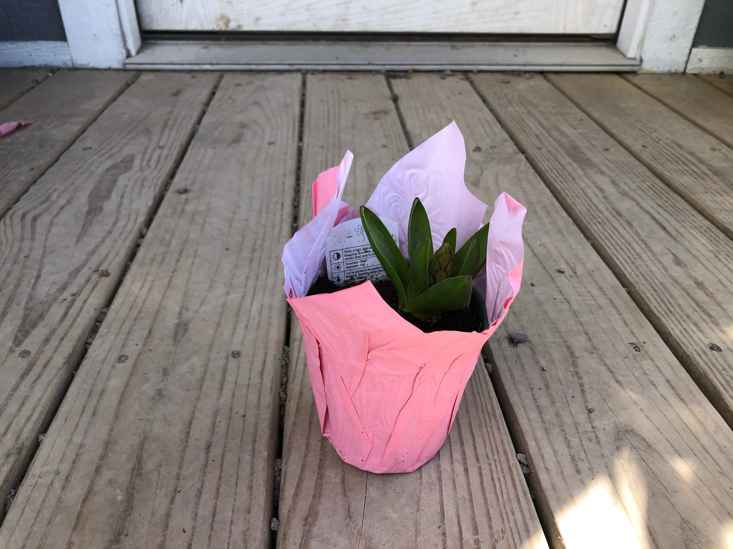 4” Hyacinth Bulbs