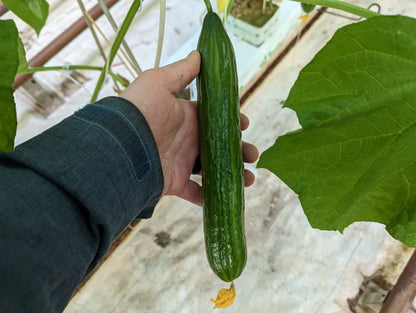 English Cucumbers - Local (Homegrown)