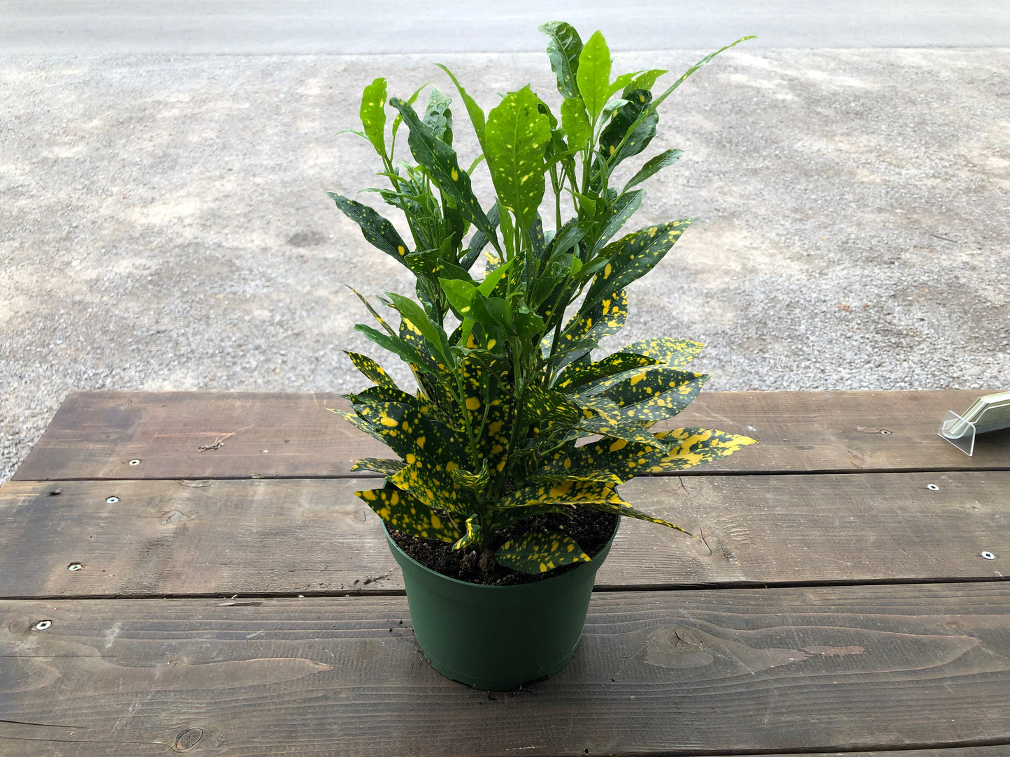 6" Croton - Gold Dust