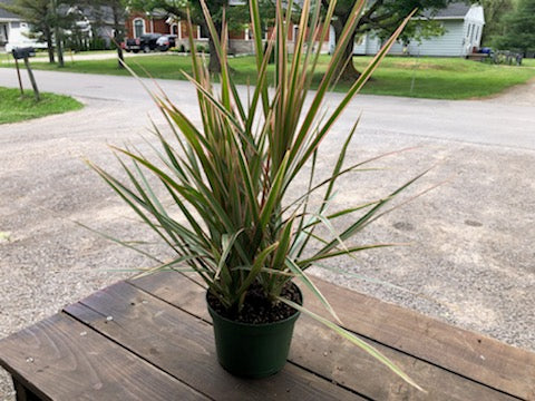 6" Dracaena - Bicolour