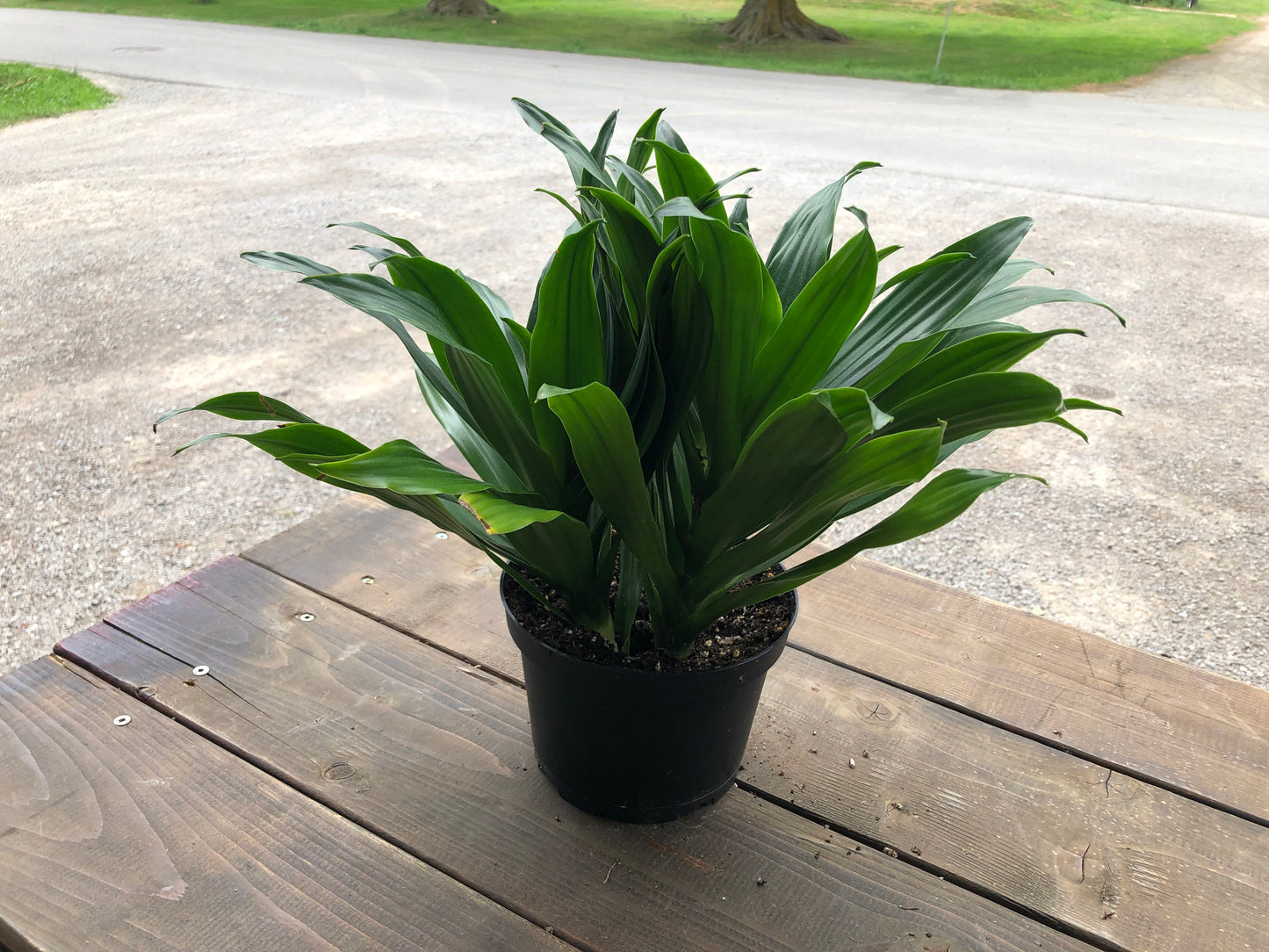 6" Dracaena - Janet Craig