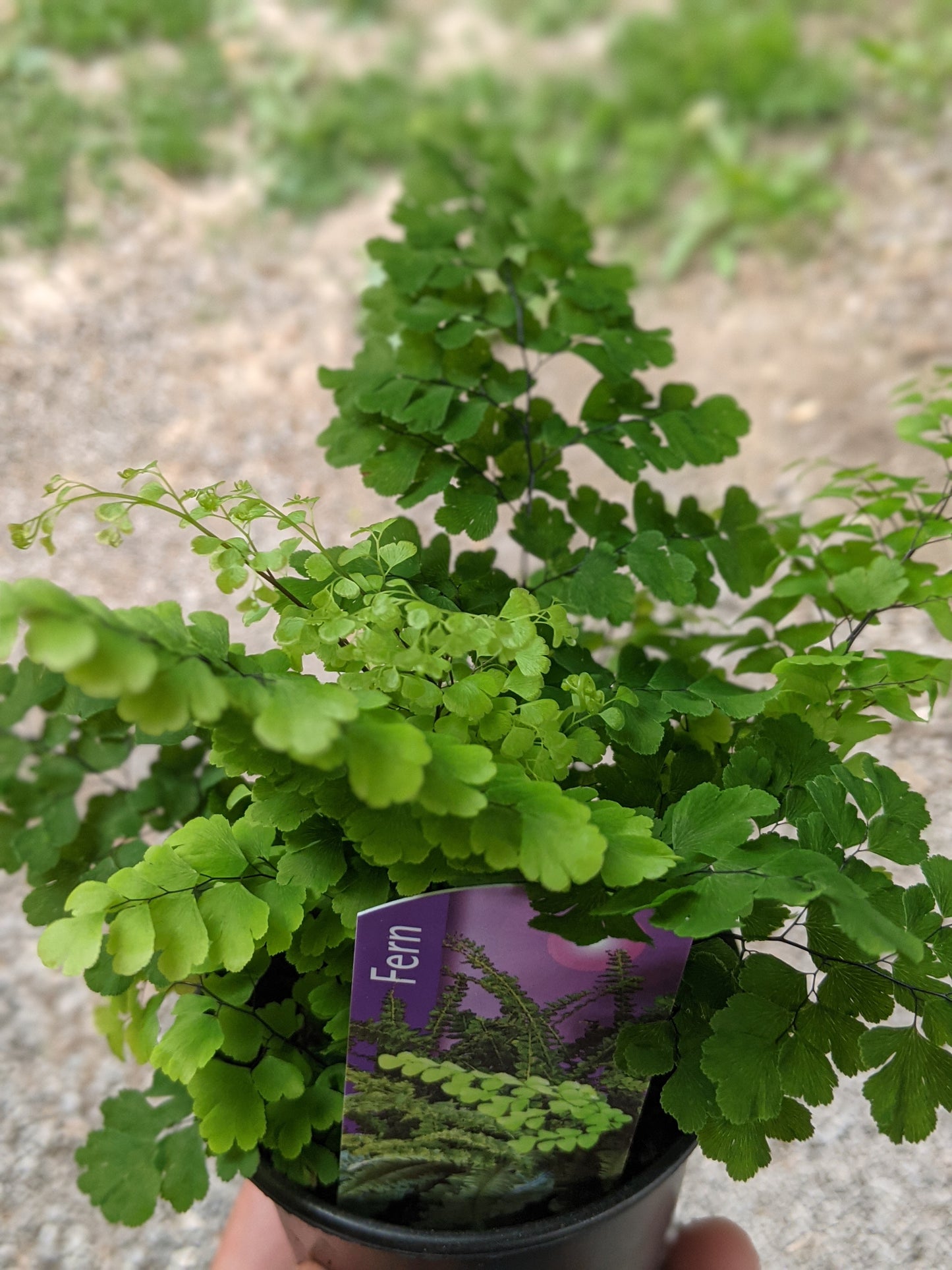 3.5" Fern - Maidenhair Rosy Fern