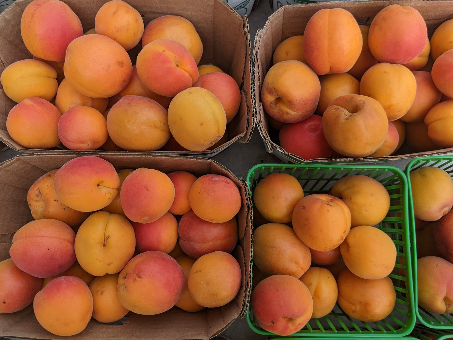 Apricots - Local