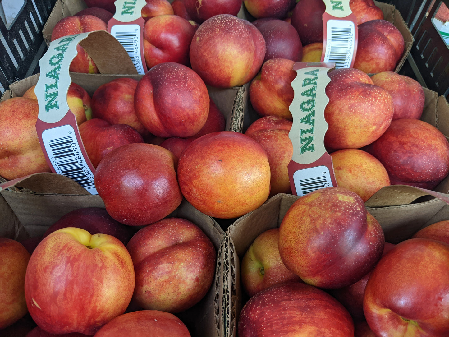 Nectarines - Local