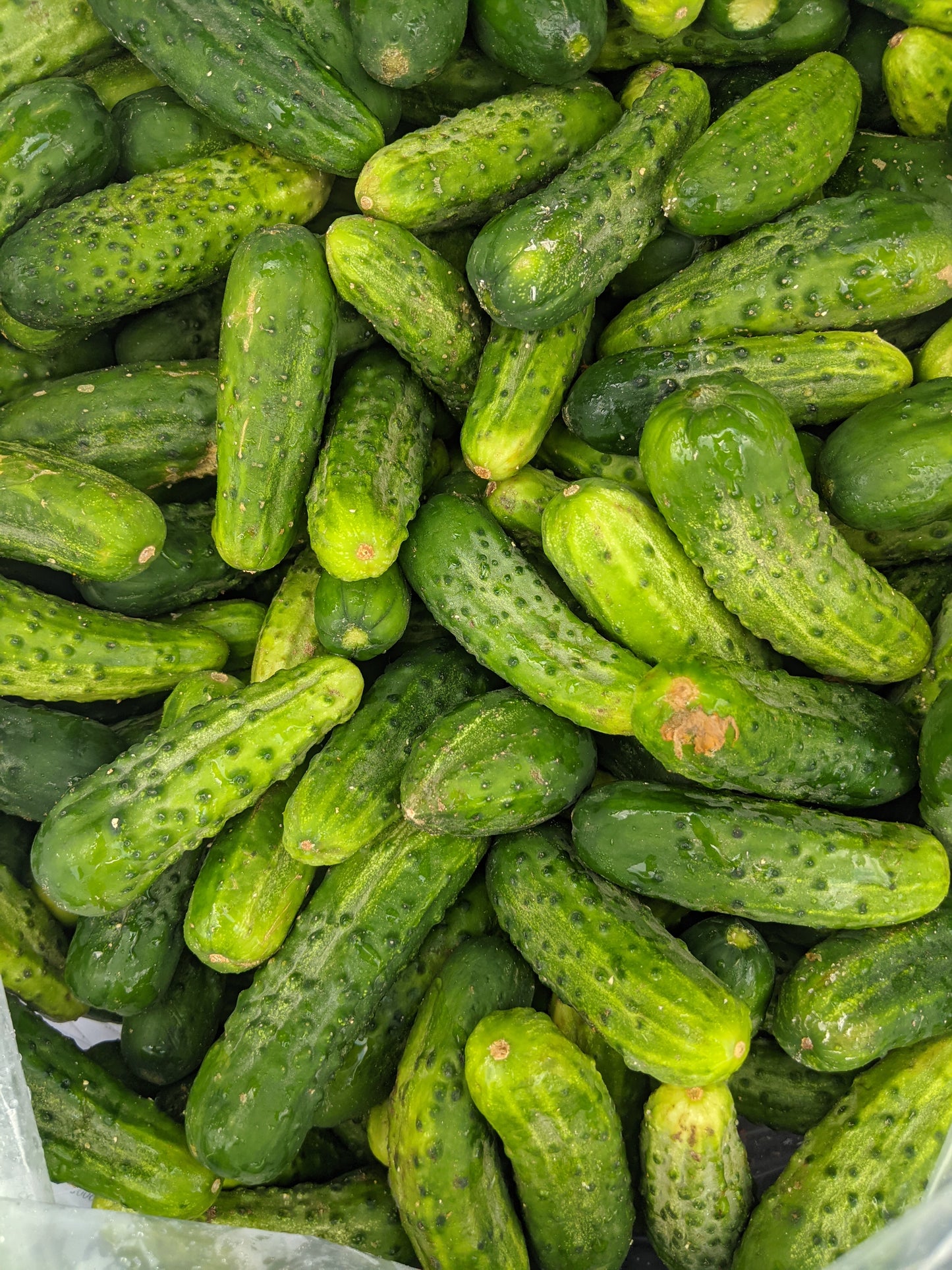Pickling Cucumbers (Field) - Local