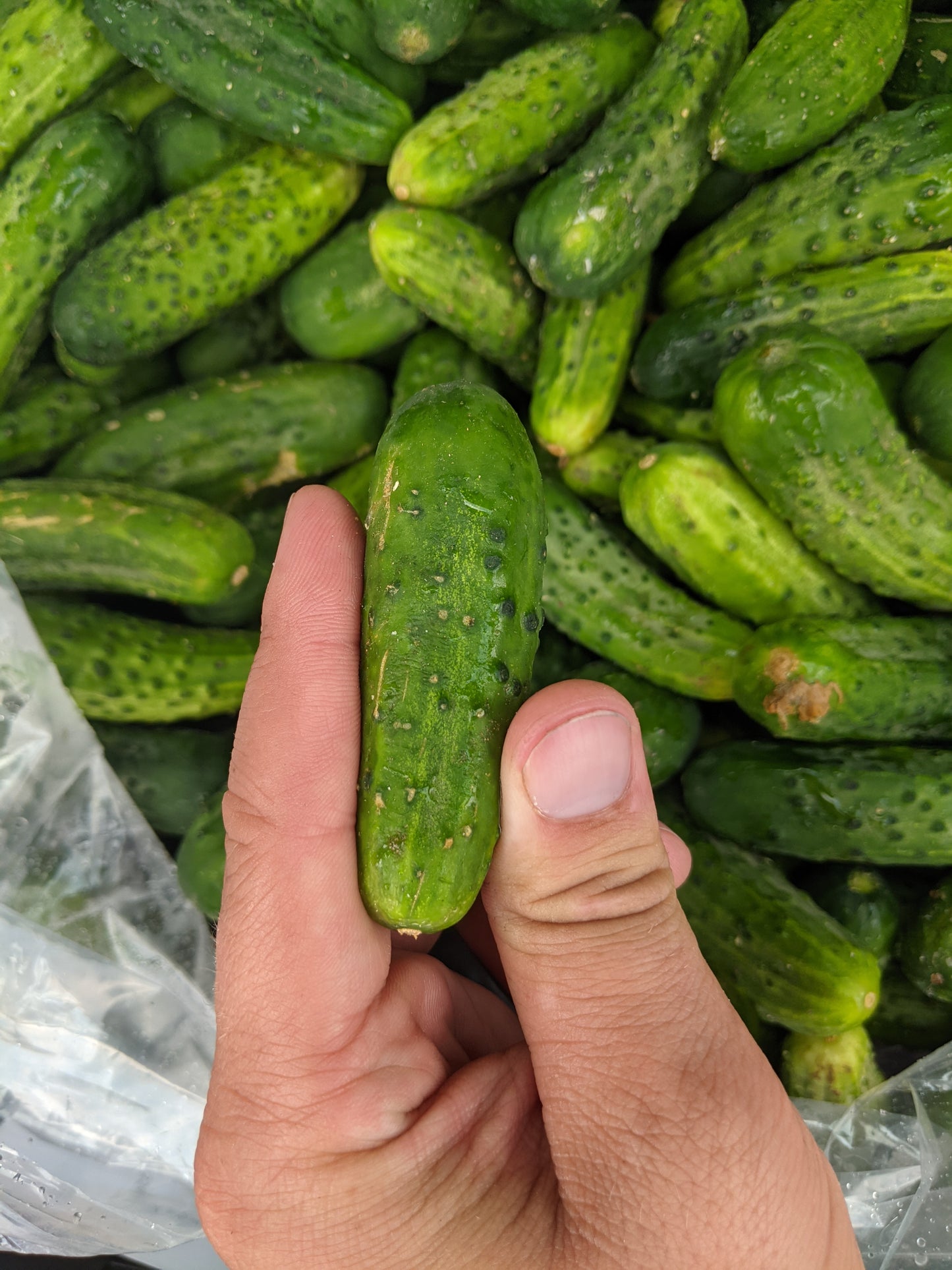 Pickling Cucumbers (Field) - Local