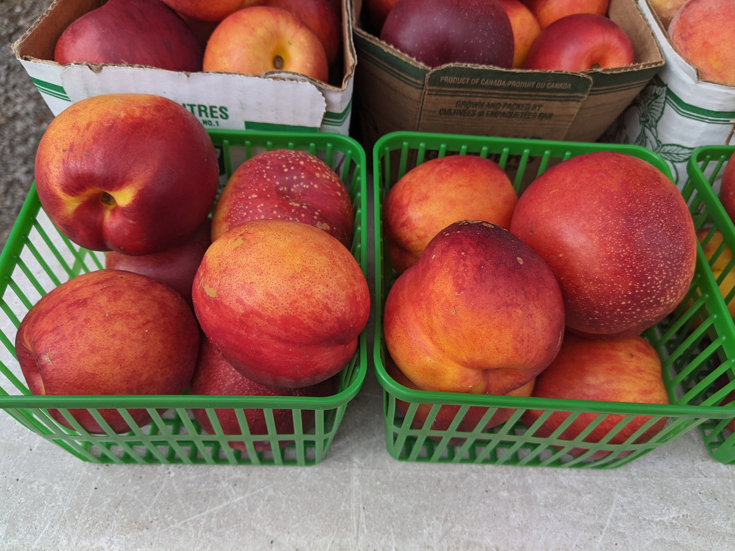 Nectarines - Local