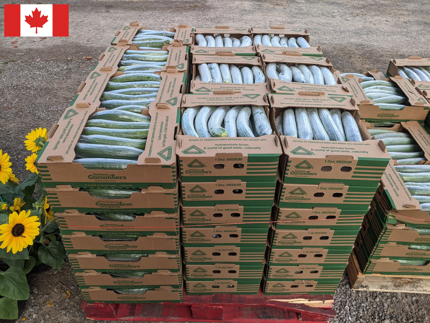 #2 English Cucumber Boxes - Local (homegrown)