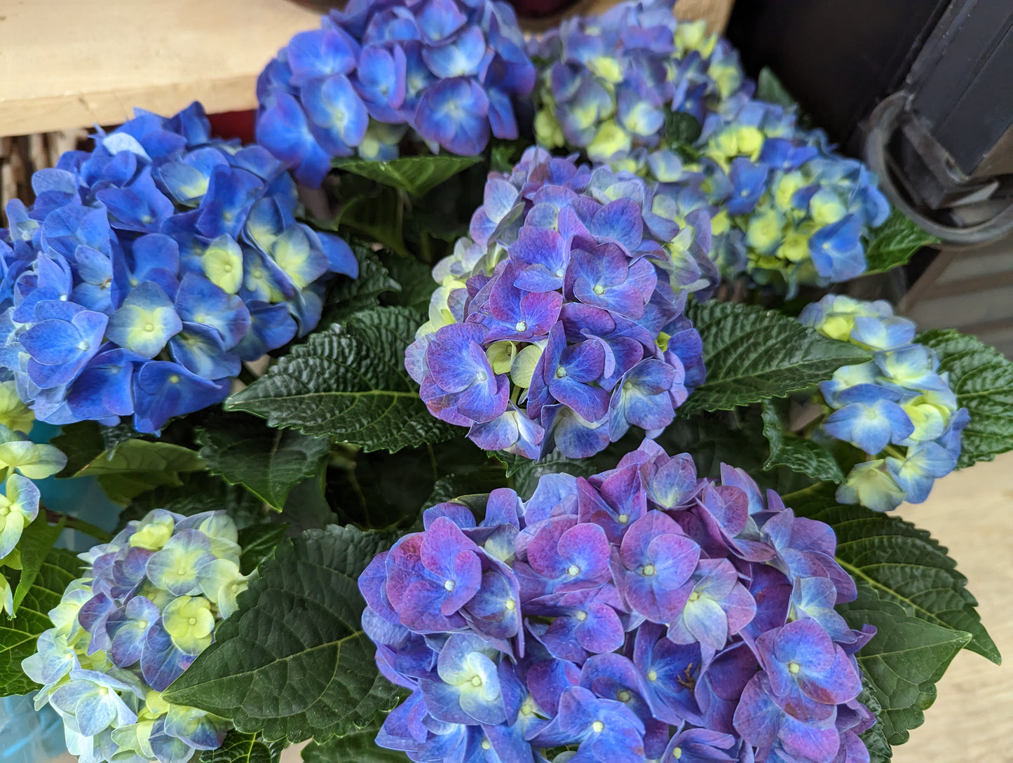6.5” Hydrangea
