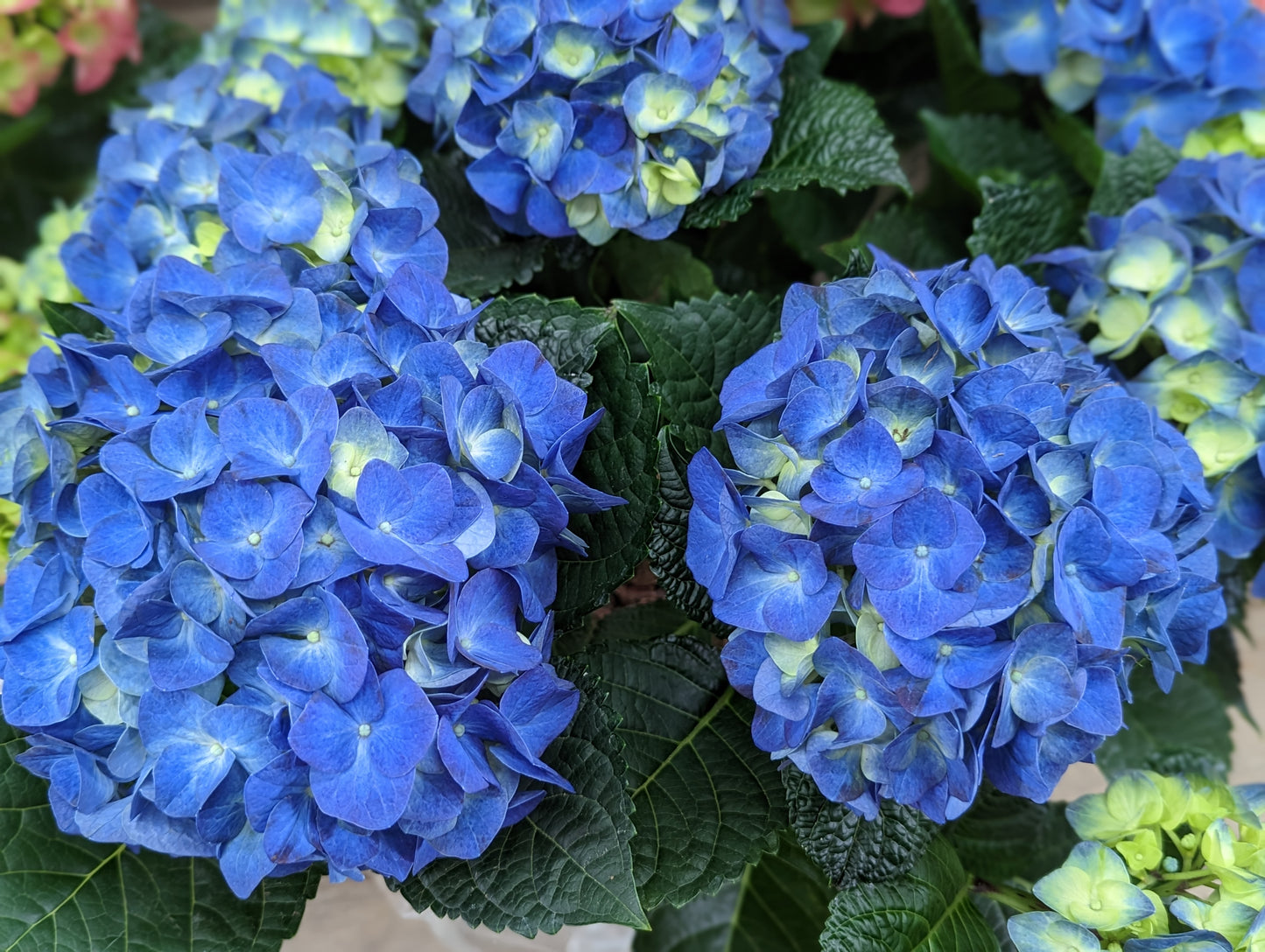 6.5” Hydrangea