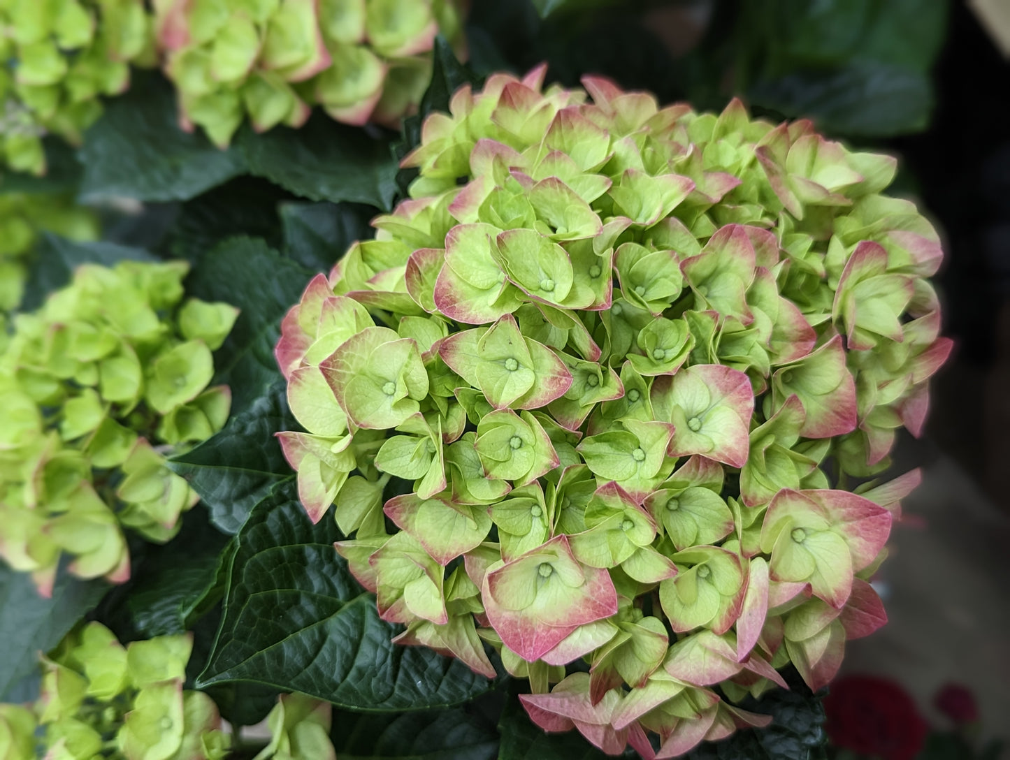6.5” Hydrangea