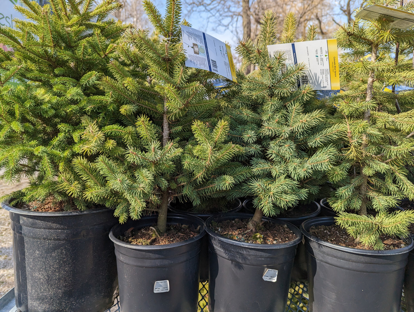 Colorado Blue Spruce - 2 Gallon