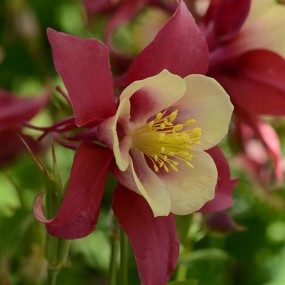 Aquilegia Early Bird (Columbine) - 1 Gallon