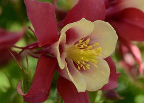 Aquilegia Early Bird (Columbine) - 1 Gallon