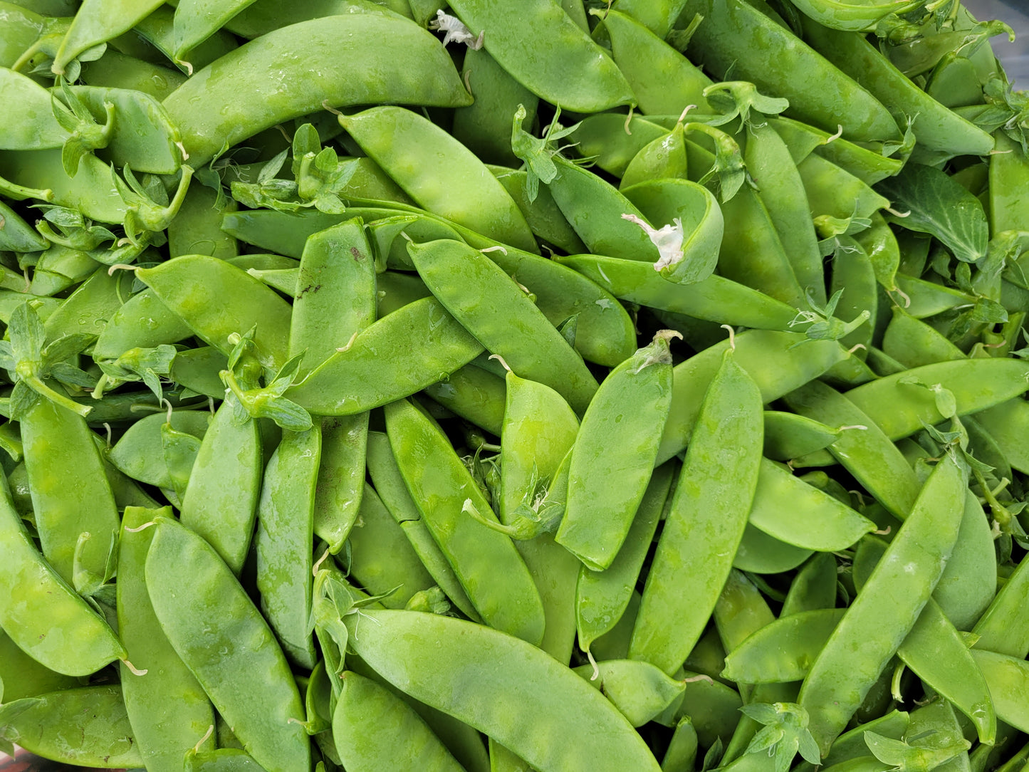 Snow Peas- Local