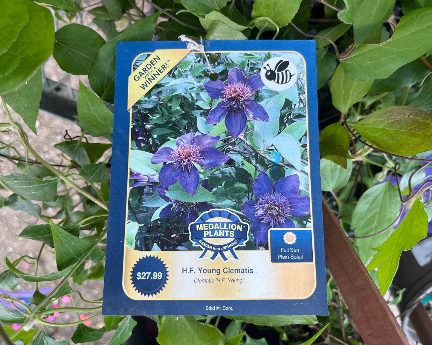 H.F. Young Clematis