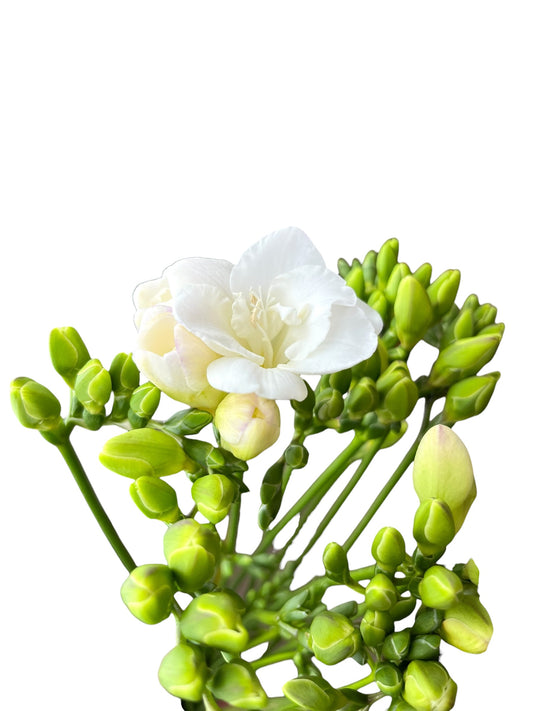 Freesia Bouquet