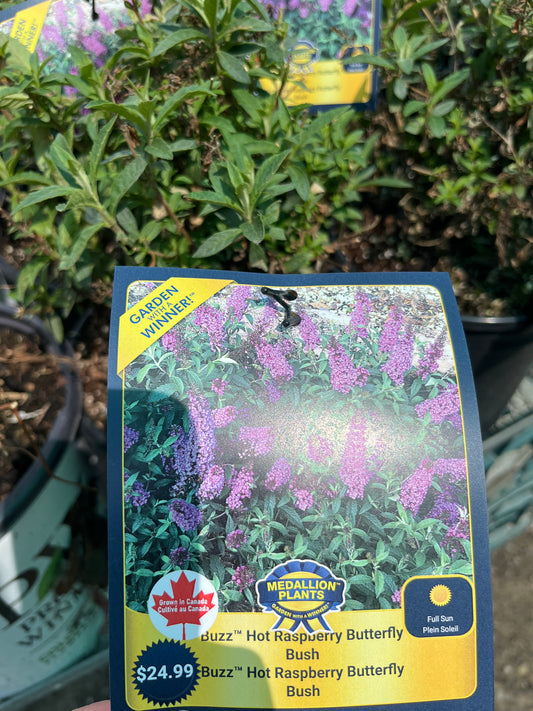 Buzz” Hot raspberry butterfly bush