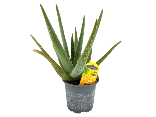 4.5" Aloe Plant