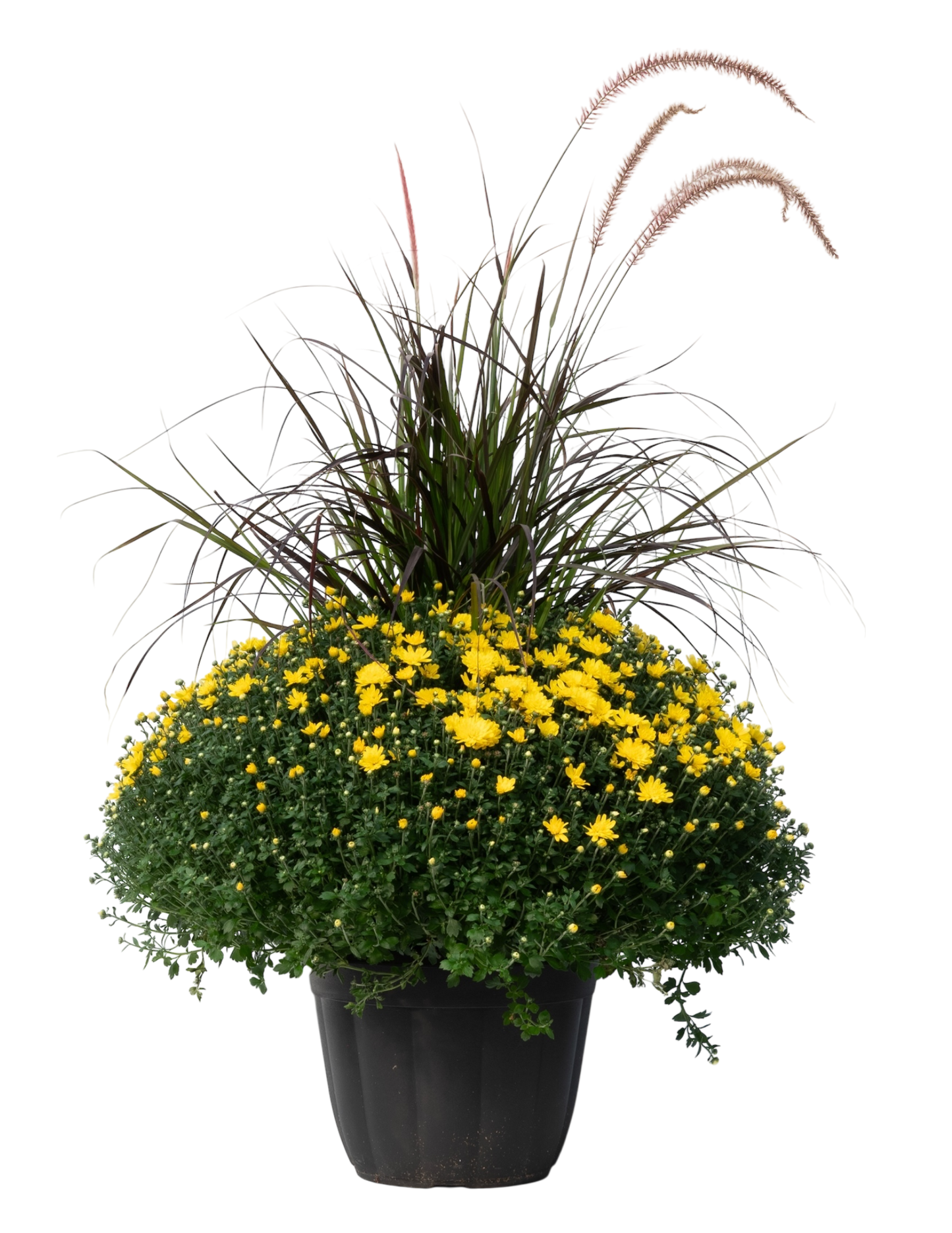 Potted Mum