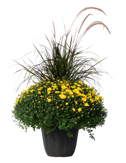 Potted Mum
