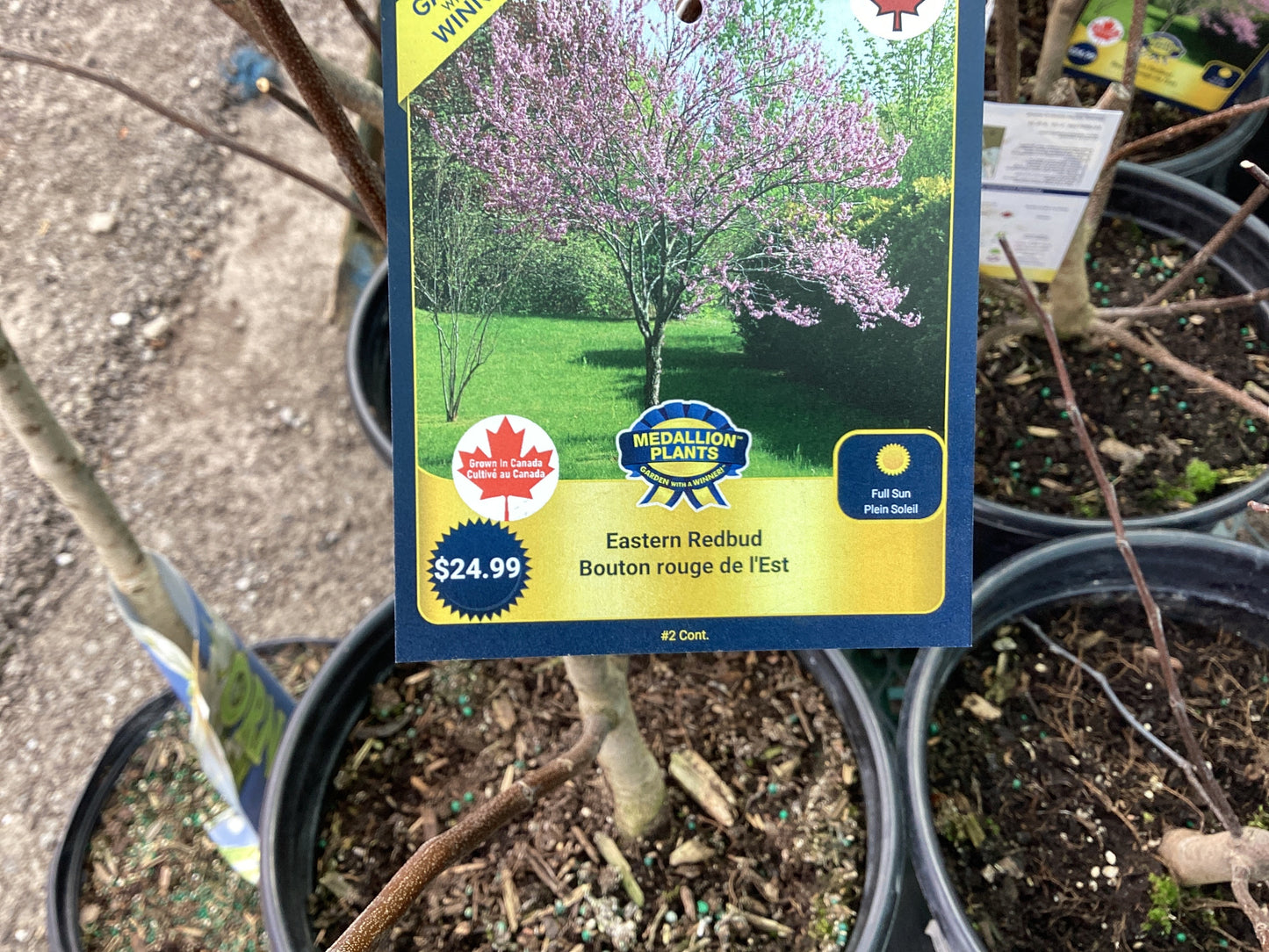 Eastern redbud 2 gallon