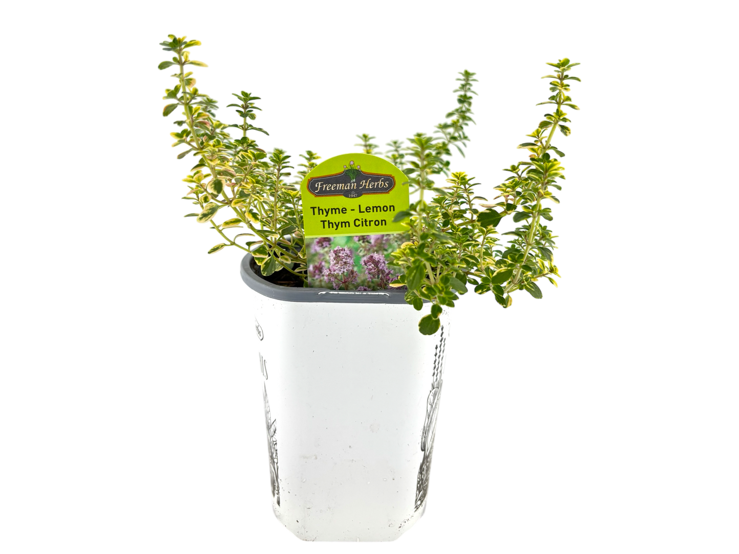 4" Thyme