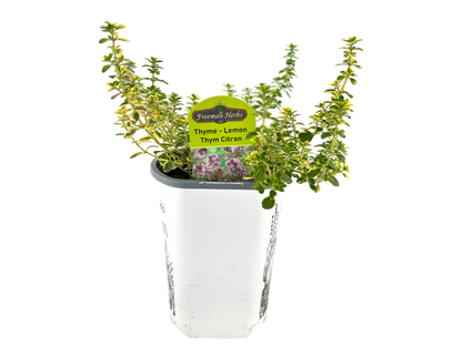 4" Thyme