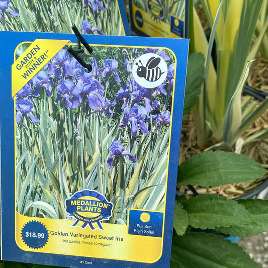 Golden Variegated Sweet Iris