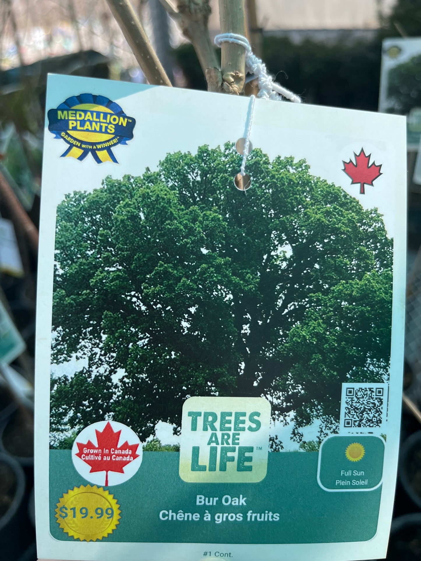 Bur oak