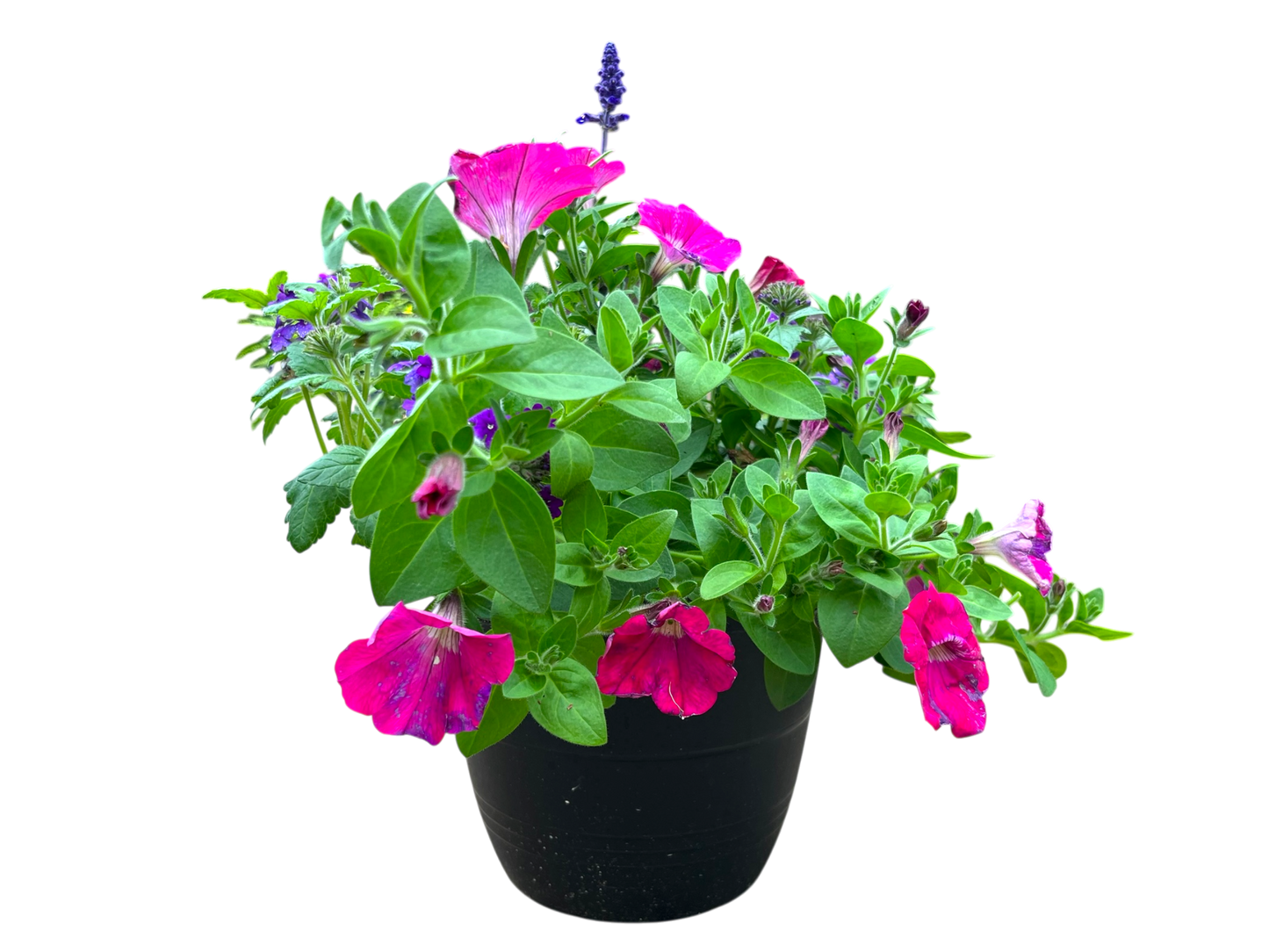 10" Planter