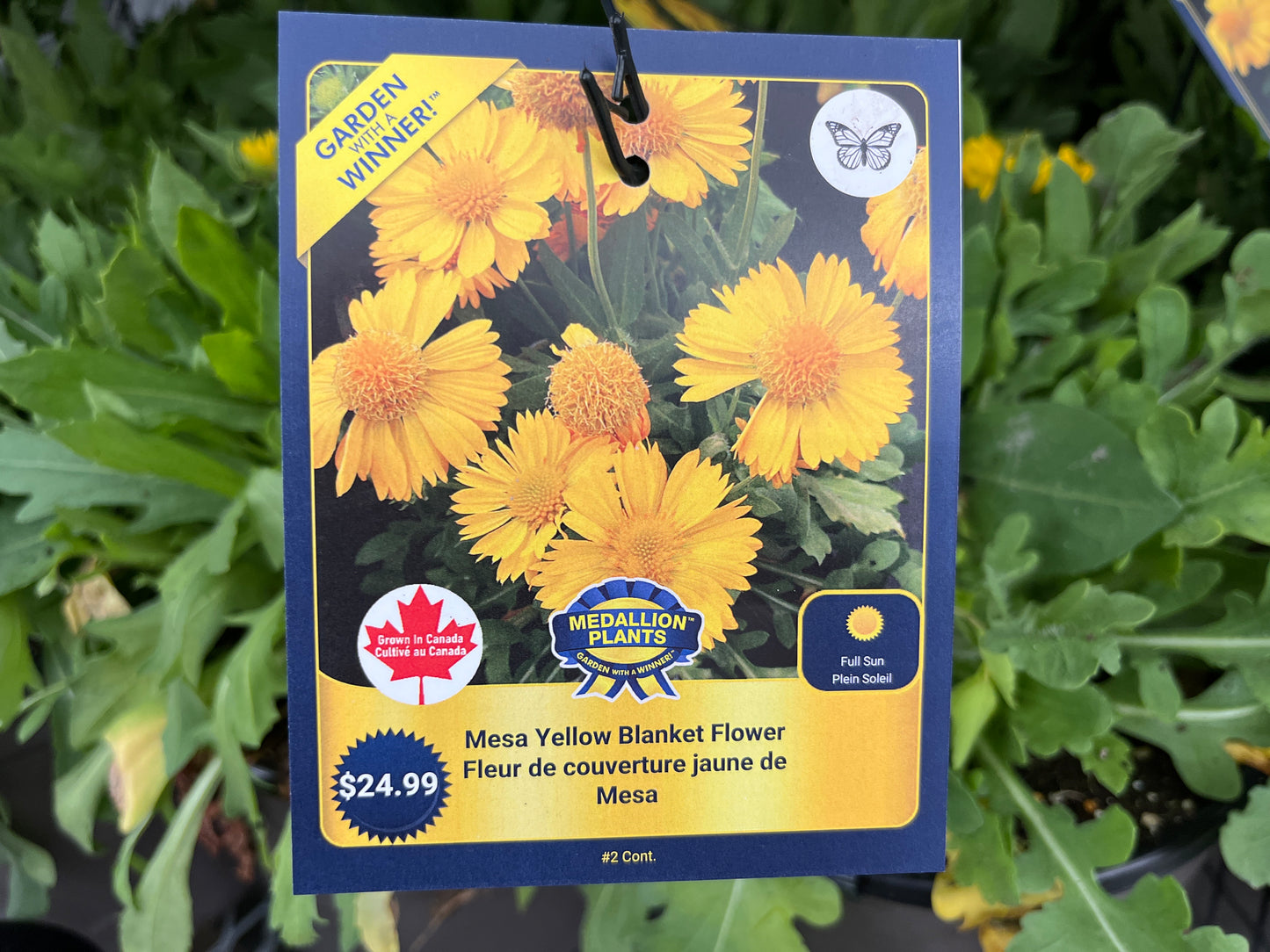 Mesa yellow blanket flower