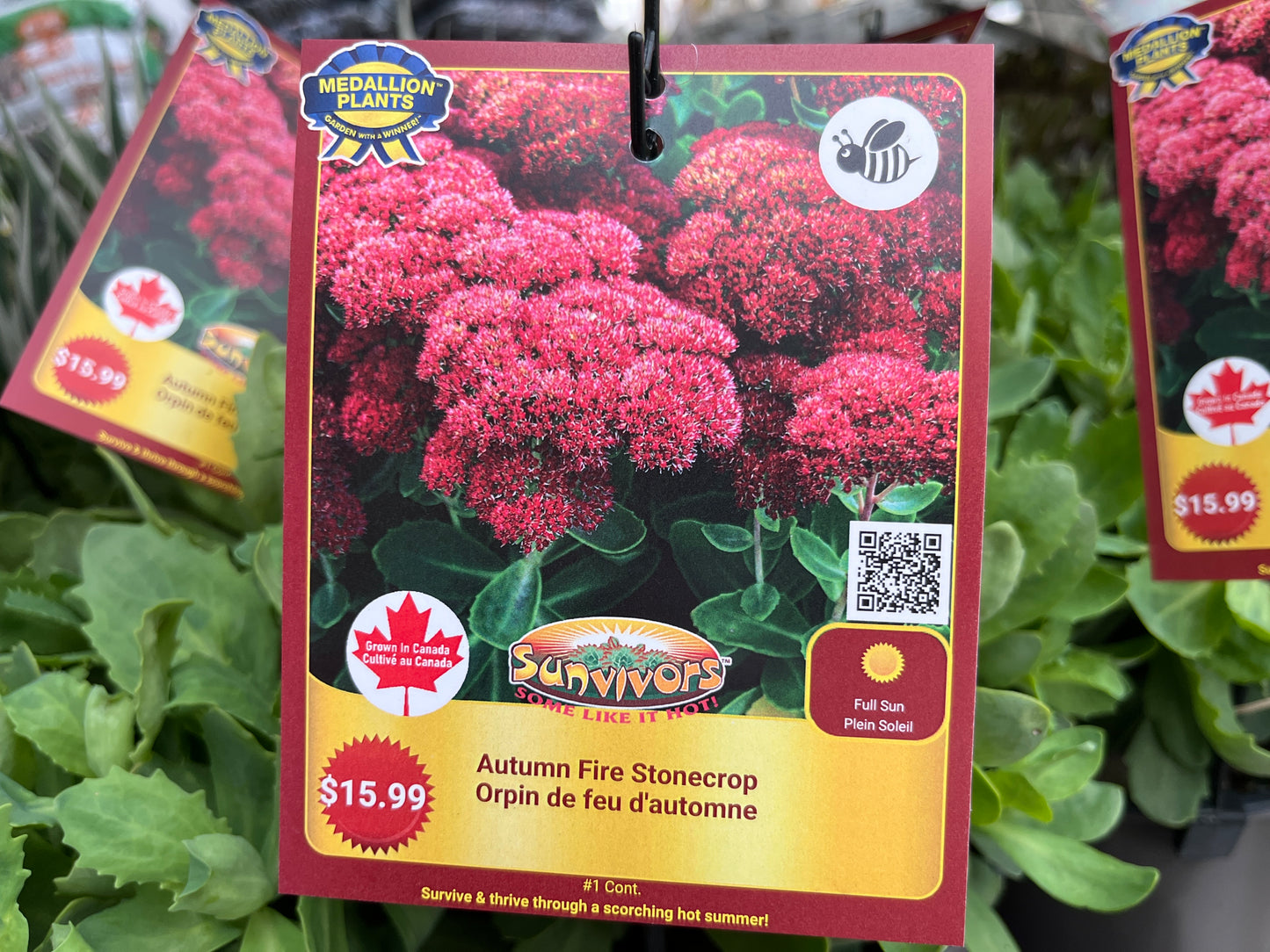 Autumn Fire Stomecrop