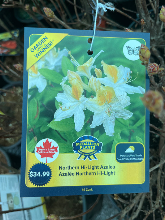 Northern hi-light azalea