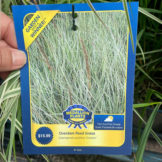 Overdam Reed Grass