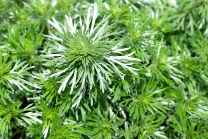 Silvermound Artemesia - 1 Gallon