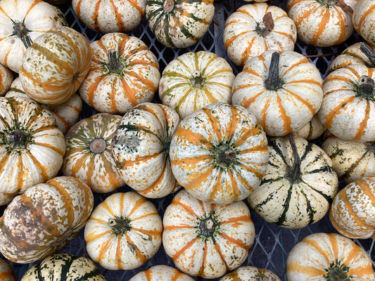 Confetti pumpkins