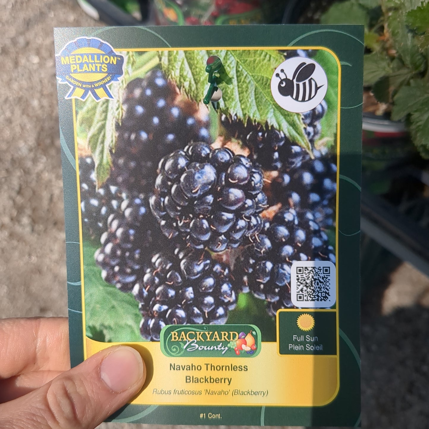 Navaho Thornless Blackberry
