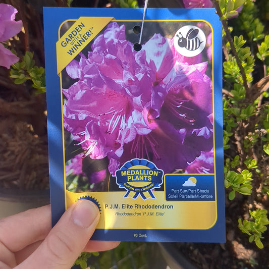 P.J.M. Elite Rhododendron